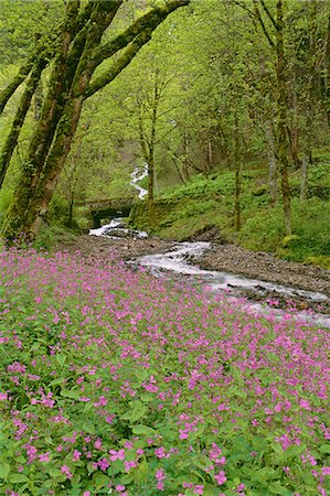 Wahkeena Falls is a waterfall in the Columbia River Gorge in the state of Oregon. Pink spring wild flowers. Stock Photo - Premium Royalty-Free, Code: 6118-07440719