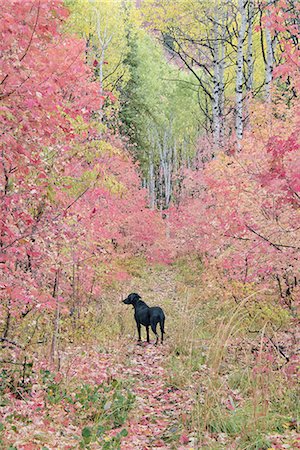 A black Labrador retriever dog in autumn woodland. Tall trees with red and green foliage. Stock Photo - Premium Royalty-Free, Code: 6118-07440732