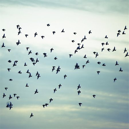 simsearch:6118-07440820,k - A flock of starlings flying, darting and wheeling across a cloudy sky in Seattle. Foto de stock - Sin royalties Premium, Código: 6118-07440843