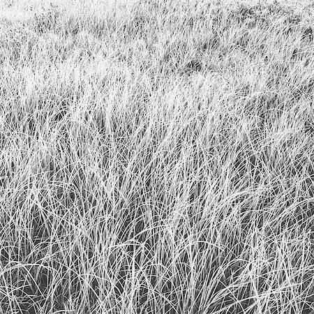 rainier national park - Frost covered grasses in a meadow in Mount Rainier national park. Stockbilder - Premium RF Lizenzfrei, Bildnummer: 6118-07440840