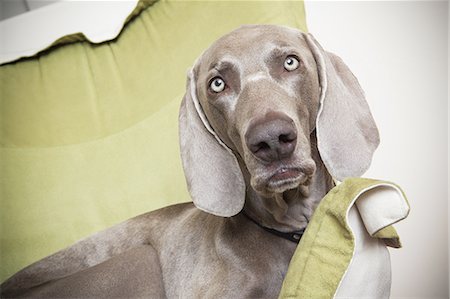 simsearch:878-07442471,k - A Weimaraner pedigree dog lounging on a chair. Foto de stock - Sin royalties Premium, Código: 6118-07440852