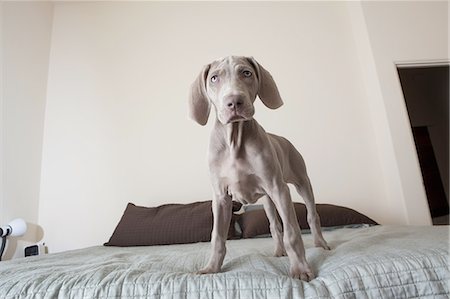 simsearch:6118-09018669,k - A Weimaraner puppy dog standing on a bed. Foto de stock - Royalty Free Premium, Número: 6118-07440857