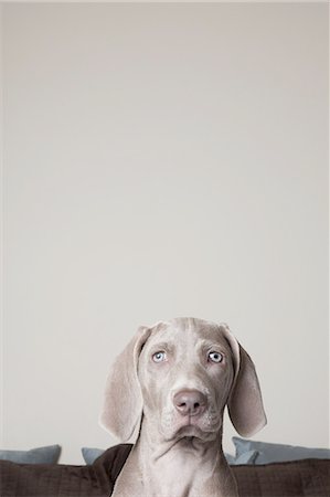 simsearch:6118-09018669,k - A Weimaraner puppy on a bed. Looking directly ahead. Foto de stock - Royalty Free Premium, Número: 6118-07440863