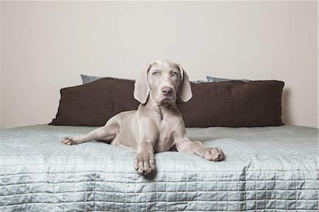 simsearch:6118-09018669,k - A Weimaraner puppy sitting alert on a bed. Foto de stock - Royalty Free Premium, Número: 6118-07440861