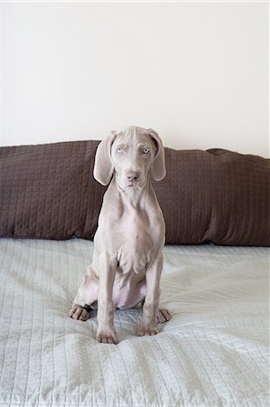 simsearch:6118-09018669,k - A Weimaraner puppy sitting up on a bed Foto de stock - Royalty Free Premium, Número: 6118-07440862