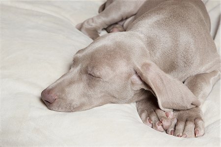 simsearch:6118-09018328,k - A Weimaraner pedigree puppy sleeping on a bed. Photographie de stock - Premium Libres de Droits, Code: 6118-07440864
