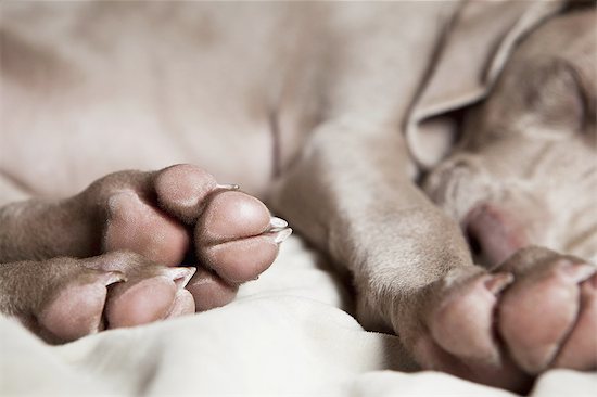 A Weimaraner puppy sleeping on a bed. Stock Photo - Premium Royalty-Free, Image code: 6118-07440865