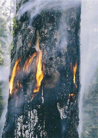 A controlled forest burn, a deliberate fire set to create a healthier and more sustainable forest ecosystem. The prescribed burn of forest creates the right condition for regrowth. Photographie de stock - Premium Libres de Droits, Code: 6118-07440893