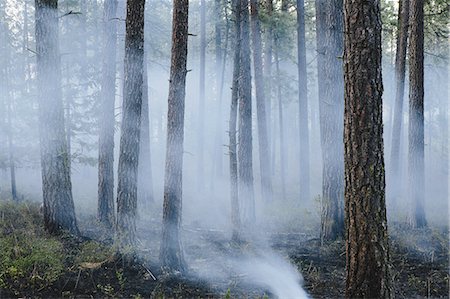 A controlled forest burn, a deliberate fire set to create a healthier and more sustainable forest ecosystem. The prescribed burn of forest creates the right condition for regrowth. Stock Photo - Premium Royalty-Free, Code: 6118-07440891