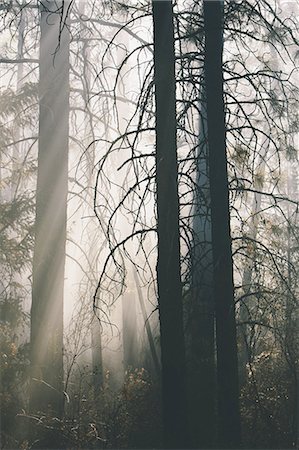 A controlled forest burn, a deliberate fire set to create a healthier and more sustainable forest ecosystem. The prescribed burn of forest creates the right condition for regrowth. Stock Photo - Premium Royalty-Free, Code: 6118-07440894