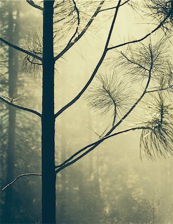 A controlled forest burn, a deliberate fire set to create a healthier and more sustainable forest ecosystem. The prescribed burn of forest creates the right condition for regrowth. Stock Photo - Premium Royalty-Free, Code: 6118-07440898