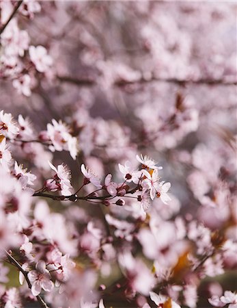 simsearch:6118-07351984,k - Blooming ornamental plum tree. Pink blossom on the branches. Spring in Seattle Foto de stock - Sin royalties Premium, Código: 6118-07440818