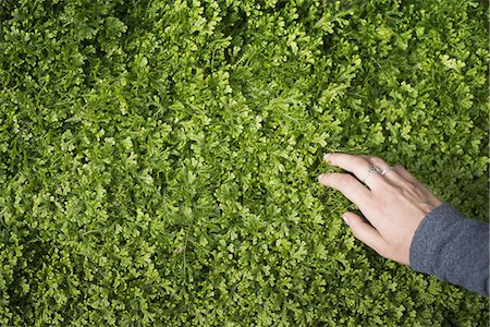 simsearch:6111-06728222,k - A woman's hand stroking the lush green foliage of a growing plant. Small delicate frilled edged leaves. Foto de stock - Sin royalties Premium, Código: 6118-07440828
