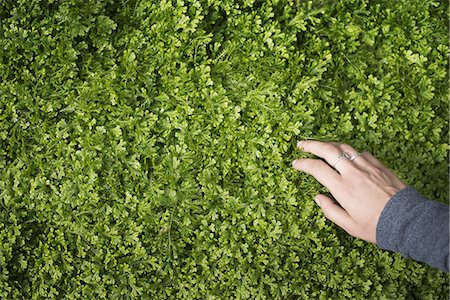 silver textures - A woman's hand stroking the lush green foliage of a growing plant. Small delicate frilled edged leaves. Photographie de stock - Premium Libres de Droits, Code: 6118-07440828