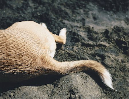 Mixed breed dog on beach, Discovery Park, Seattle Stock Photo - Premium Royalty-Free, Code: 6118-07440837