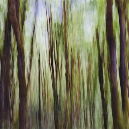 Lush forest of moss covered Big leaf maple trees (Acer macrophyllum), blurred motion, Dosewallips River, Olympic NP Foto de stock - Sin royalties Premium, Código: 6118-07440952