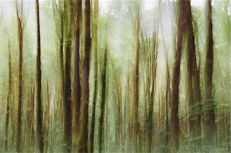 pattern (design found in nature) - Lush forest of moss covered Big leaf maple trees (Acer macrophyllum), blurred motion, Dosewallips River, Olympic NP Stock Photo - Premium Royalty-Free, Code: 6118-07440954