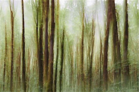 Lush forest of moss covered Big leaf maple trees (Acer macrophyllum), blurred motion, Dosewallips River, Olympic NP Foto de stock - Sin royalties Premium, Código: 6118-07440954