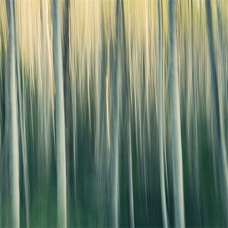 pattern (design found in nature) - Alder tree forest abstract, blurred motion, Olympic NP Stock Photo - Premium Royalty-Free, Code: 6118-07440958