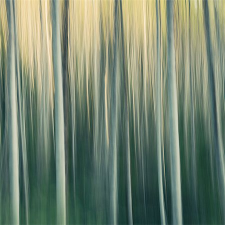 simsearch:614-06311730,k - Alder tree forest abstract, blurred motion, Olympic NP Foto de stock - Royalty Free Premium, Número: 6118-07440958