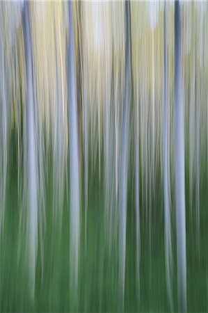 Alder tree forest abstract, blurred motion, Olympic NP Stock Photo - Premium Royalty-Free, Code: 6118-07440959