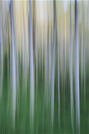 Alder tree forest abstract, blurred motion, Olympic NP Foto de stock - Sin royalties Premium, Código: 6118-07440959