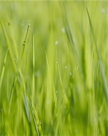 Close up of water drops on blades of lush, green grass, Olympic NP Stock Photo - Premium Royalty-Free, Code: 6118-07440960