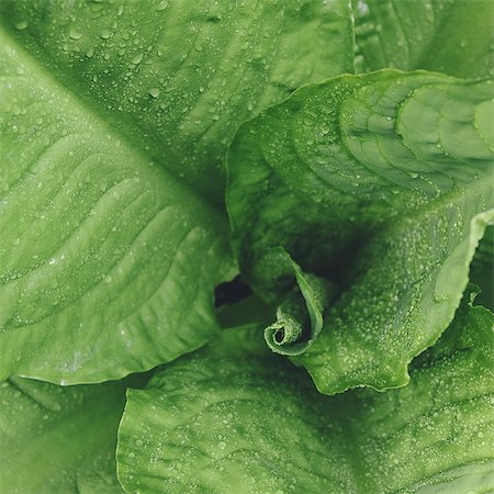 Close up of water drops on lush, green Skunk cabbage leaves (Lysichiton americanus), Hoh Rainforest, Olympic NP Stock Photo - Premium Royalty-Free, Code: 6118-07440964