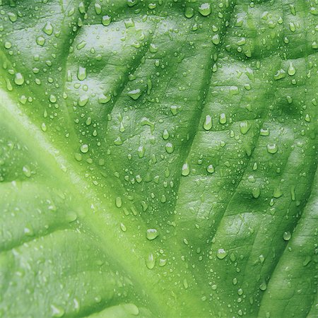 pattern leaf - Close up of water drops on lush, green Skunk cabbage leaves (Lysichiton americanus), Hoh Rainforest, Olympic NP Stock Photo - Premium Royalty-Free, Code: 6118-07440965