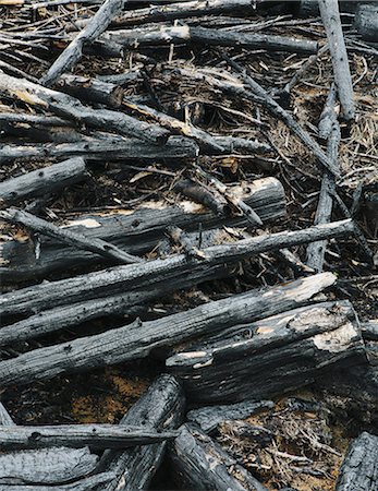 Burned logs and debris from clear cut forest, Olympic NF Foto de stock - Sin royalties Premium, Código: 6118-07440968