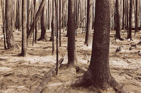 sepia toned - Fire damaged trees and forest (from the 2012 Table Mountain Fire), Okanogan-Wenatchee NF, near Blewett Pass Stock Photo - Premium Royalty-Free, Code: 6118-07440973