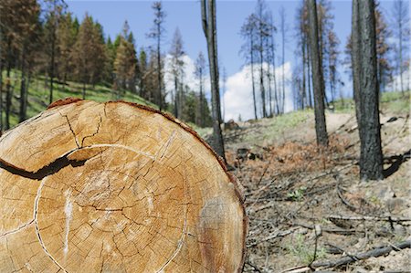 Cross section of cut Ponderosa Pine tree in recently burned forest (from the 2012 Table Mountain fire), Okanogan-Wenatchee NF, near Blewett Pass Photographie de stock - Premium Libres de Droits, Code: 6118-07440971