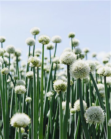 Large crop of blooming Walla Walla Sweet Onions, near Quincy Stockbilder - Premium RF Lizenzfrei, Bildnummer: 6118-07440988