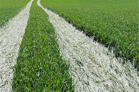 simsearch:6118-07440905,k - Tire tracks in lush, green field of wheat, near Pullman, flattening the growing crop. Photographie de stock - Premium Libres de Droits, Code: 6118-07440920