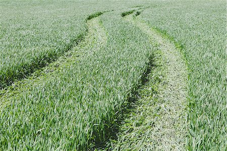 simsearch:6118-07440905,k - Tire tracks in lush, green field of wheat, near Pullman, flattening the growing crop. Photographie de stock - Premium Libres de Droits, Code: 6118-07440921