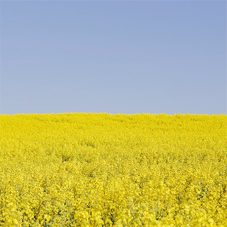 prärie - Field of blooming mustard seed plants flowering in Spring, near Pullman in Washington state. Stockbilder - Premium RF Lizenzfrei, Bildnummer: 6118-07440931