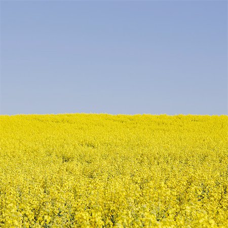 Field of blooming mustard seed plants flowering in Spring, near Pullman in Washington state. Photographie de stock - Premium Libres de Droits, Code: 6118-07440931