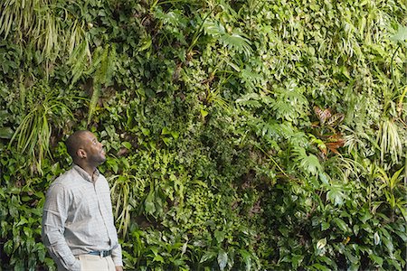 A man looking up at the lush foliage covering a tall wall. Stock Photo - Premium Royalty-Free, Code: 6118-07441047
