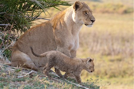 simsearch:6118-07440422,k - African lion and cub, Duba Plains, Botswana Foto de stock - Sin royalties Premium, Código: 6118-07439857