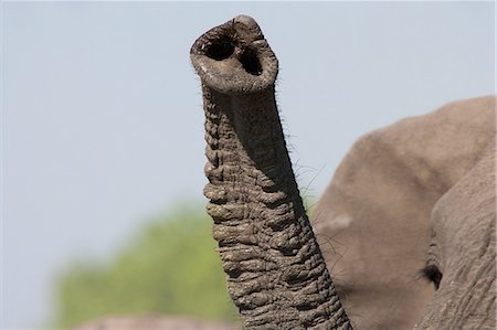simsearch:6118-07439881,k - African elephant trunk, Botswana Foto de stock - Sin royalties Premium, Código: 6118-07439856