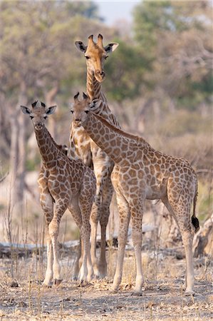 Reticulated giraffes, Okavango Delta, Botswana Photographie de stock - Premium Libres de Droits, Code: 6118-07439860