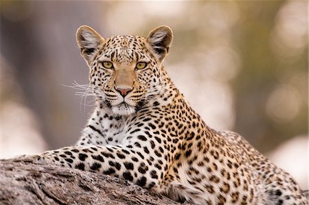 simsearch:6118-07440300,k - Leopard, Chobe National Park, Botswana Foto de stock - Sin royalties Premium, Código: 6118-07439877