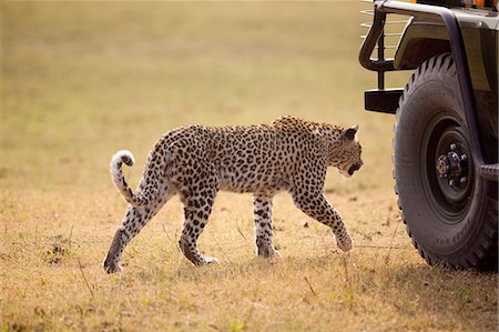 simsearch:841-07205533,k - Leopard, Botswana Photographie de stock - Premium Libres de Droits, Code: 6118-07439876