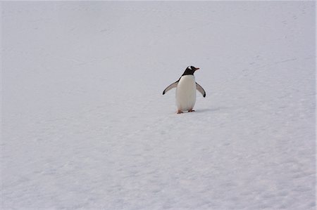 simsearch:6118-07440430,k - Gentoo penguin, Antarctica Foto de stock - Sin royalties Premium, Código: 6118-07439884