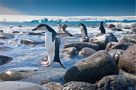 pingüim-antártico - Chinstrap penguins, Penguin Island, Antarctica Foto de stock - Royalty Free Premium, Número: 6118-07439893