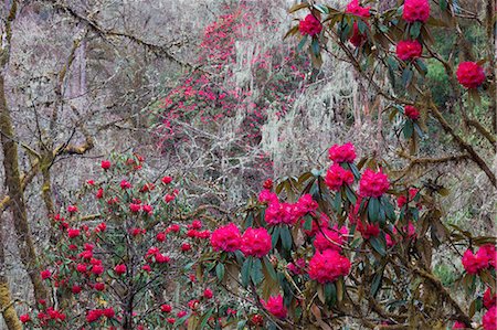 rododendro - Rhododendron in bloom in the forests of Paro Valley, Bhutan Foto de stock - Sin royalties Premium, Código: 6118-07439949