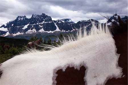 Horses, Jasper National Park, Alberta, Canada Stock Photo - Premium Royalty-Free, Code: 6118-07439977