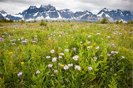 Wildflowers, Jasper National Park, Alberta, Canada Foto de stock - Sin royalties Premium, Código: 6118-07439979