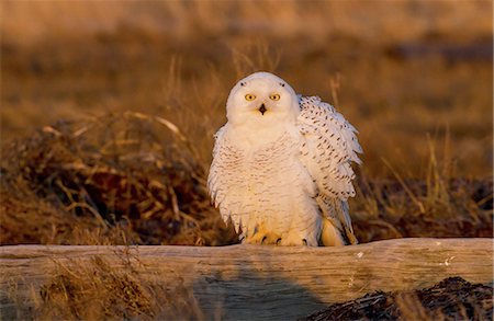 eule - Snowy owl, George C. Reifel Bird Sanctuary, British Columbia, Canada Stockbilder - Premium RF Lizenzfrei, Bildnummer: 6118-07439989