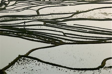 farmer walking fields - Terraced rice paddy, Yunnan Province, China. Stock Photo - Premium Royalty-Free, Code: 6118-07439994
